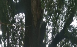 प्रथम गुरु माता एवं पिता राम नारायण दास हैं।